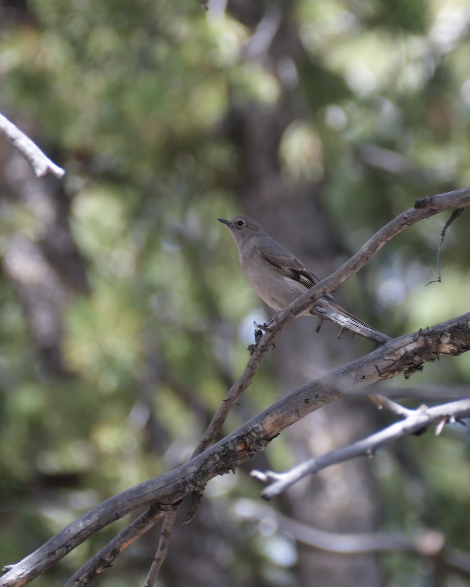 Townsend's Solitaire - ML619369384
