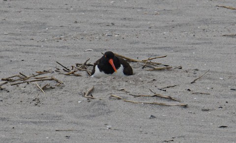 American Oystercatcher - Bert Filemyr