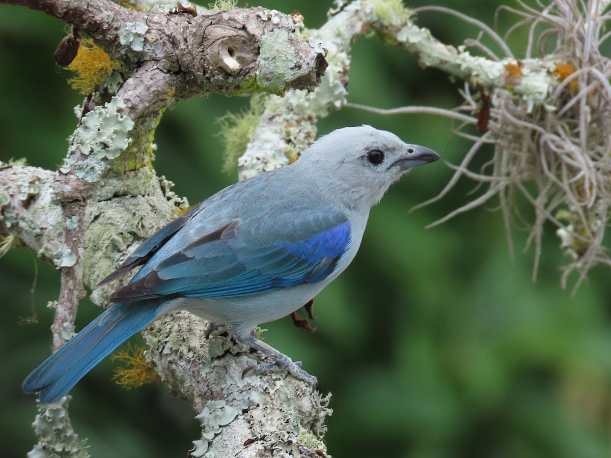 Blue-gray Tanager - ML619369552