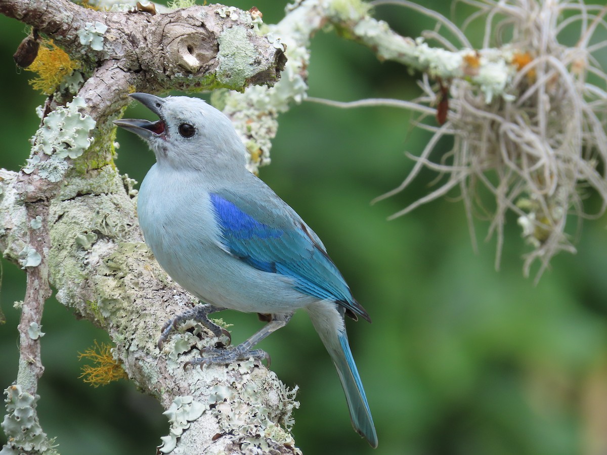Blue-gray Tanager - ML619369553
