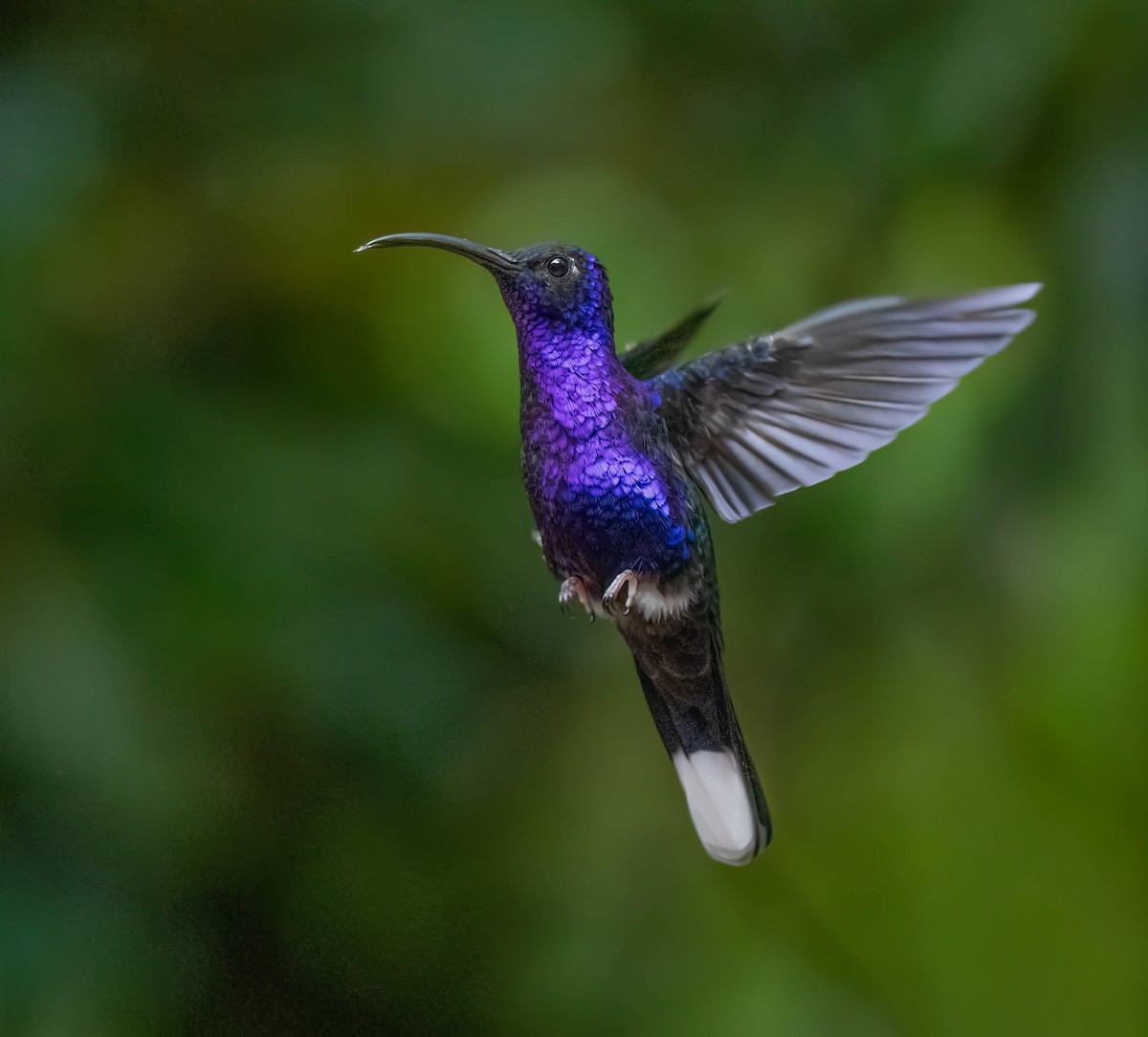 kolibřík fialkový - ML619369559