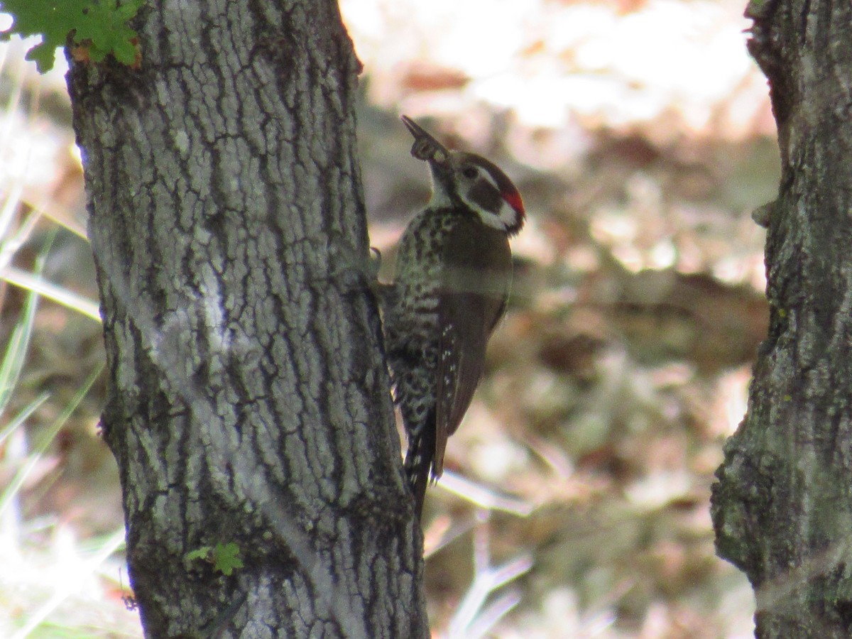 Arizona Woodpecker - ML619369561