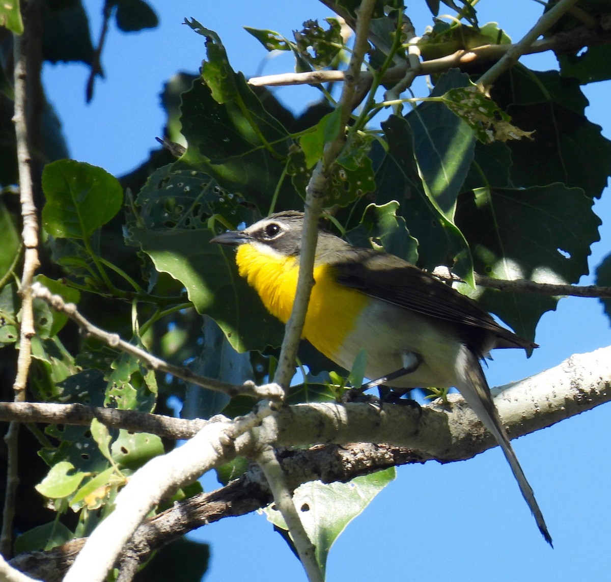 Yellow-breasted Chat - ML619369563