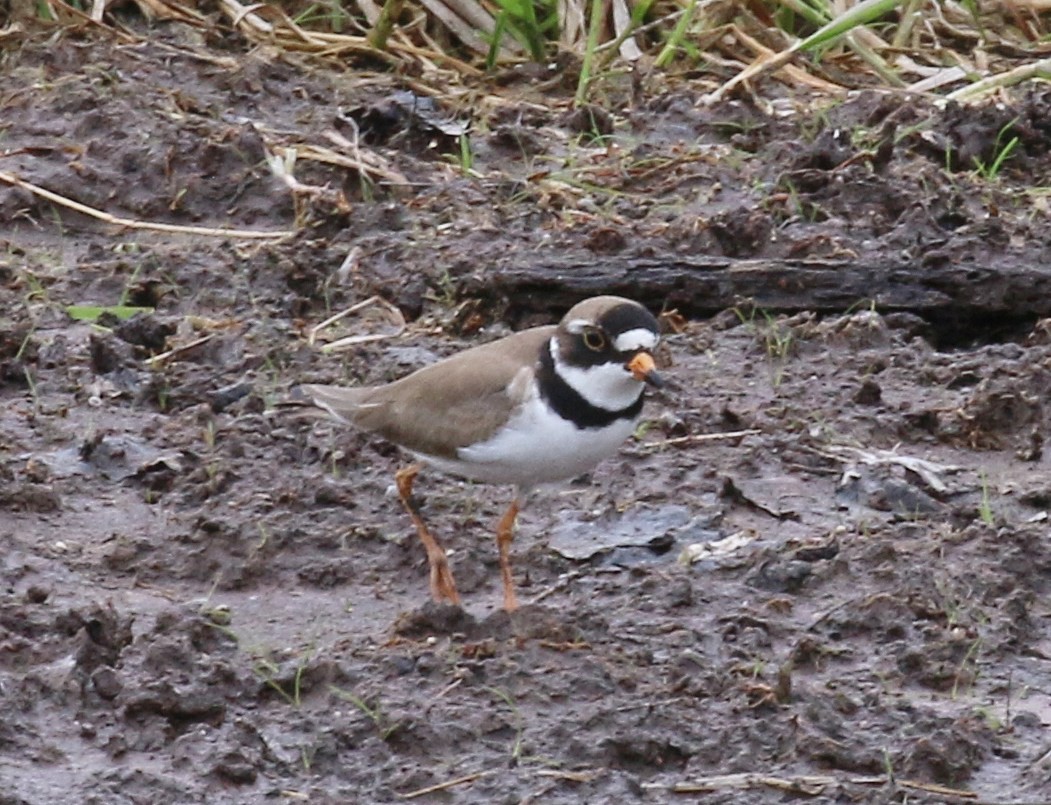 Semipalmated Plover - ML619369615