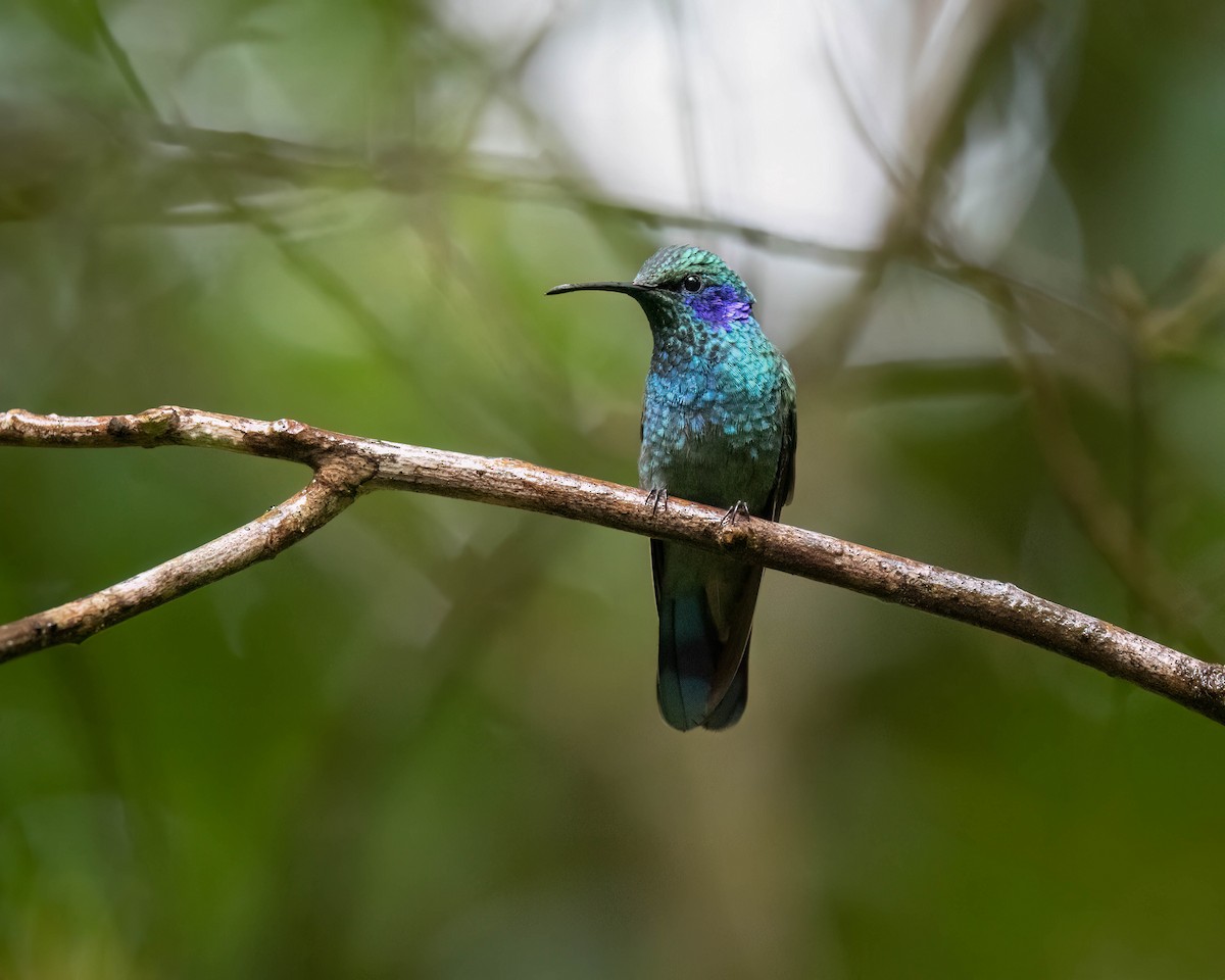 kolibřík modrouchý - ML619369639
