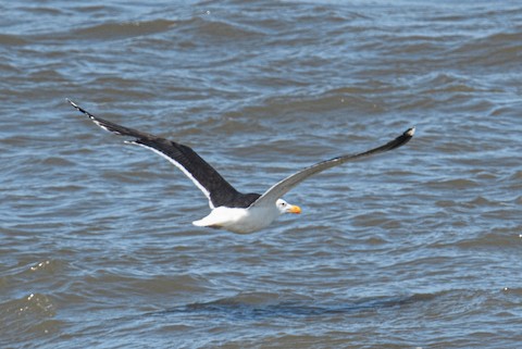 Great Black-backed Gull - Bert Filemyr
