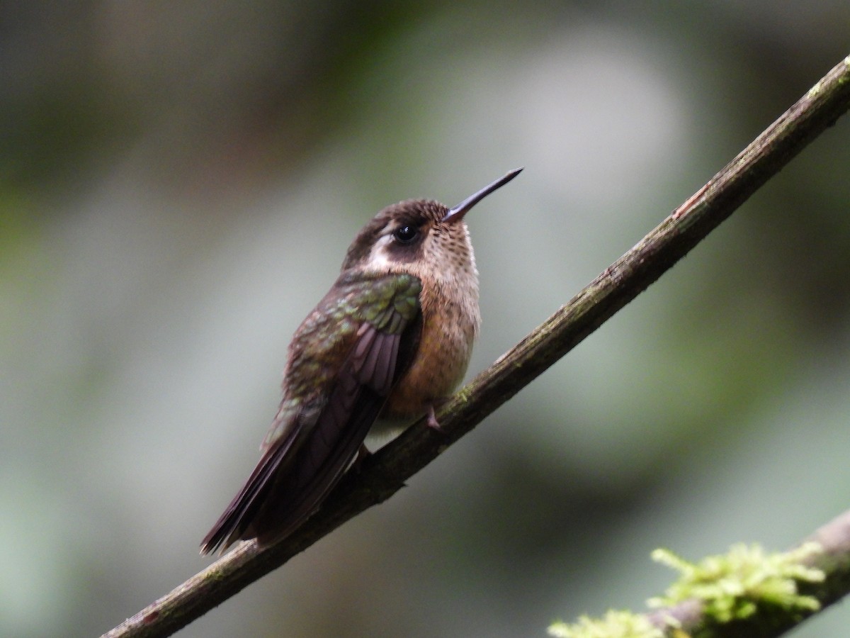 Speckled Hummingbird - ML619369686