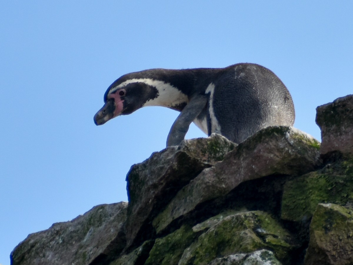 Humboldt Penguin - ML619369703