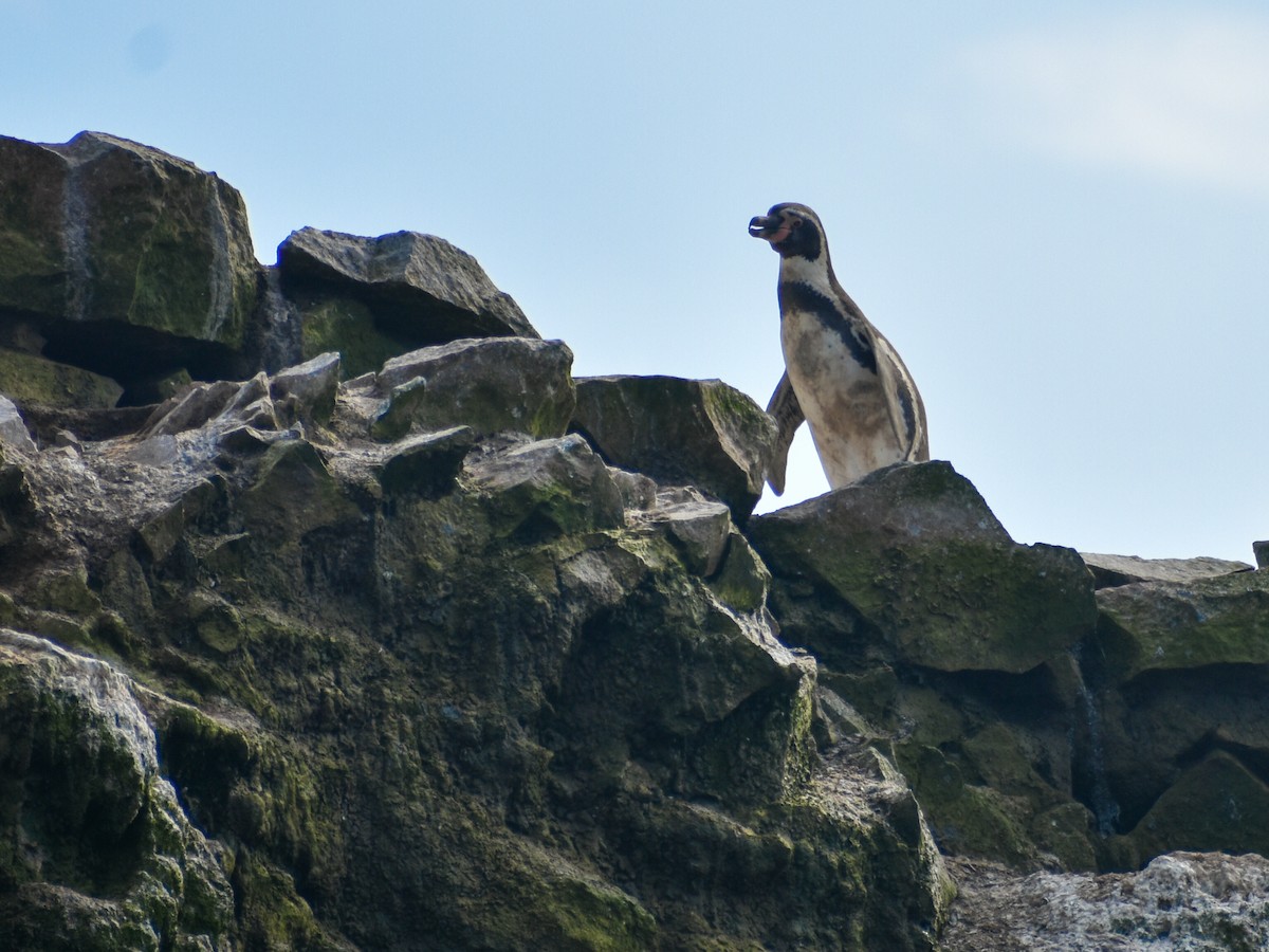 tučňák Humboldtův - ML619369704