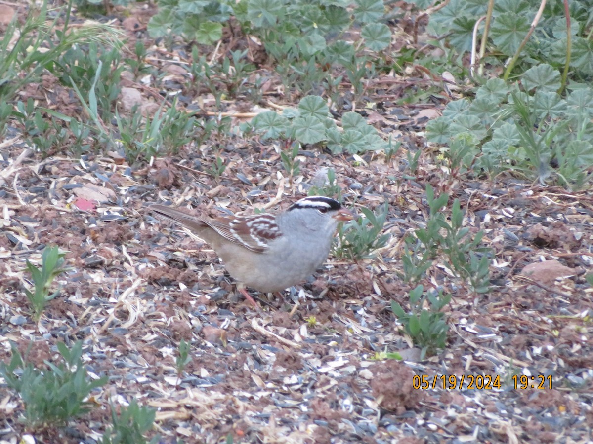 White-crowned Sparrow (oriantha) - ML619369715