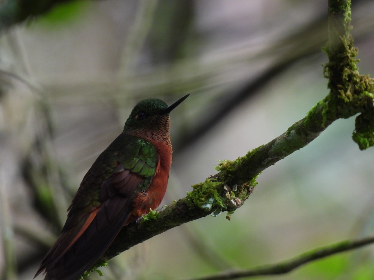 kolibřík peruánský - ML619369733