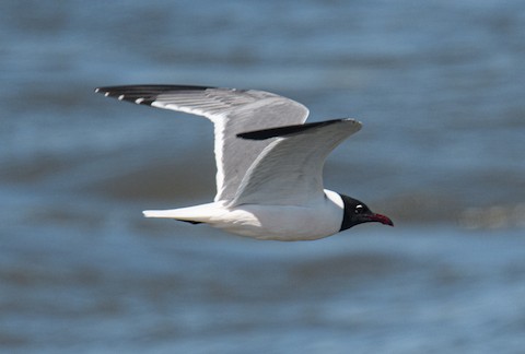 Laughing Gull - Bert Filemyr