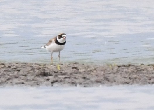 Semipalmated Plover - ML619369742