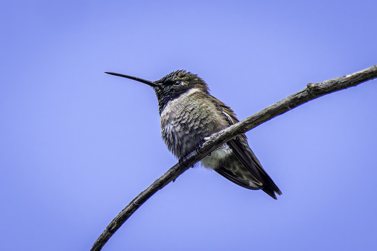 Black-chinned Hummingbird - ML619369749