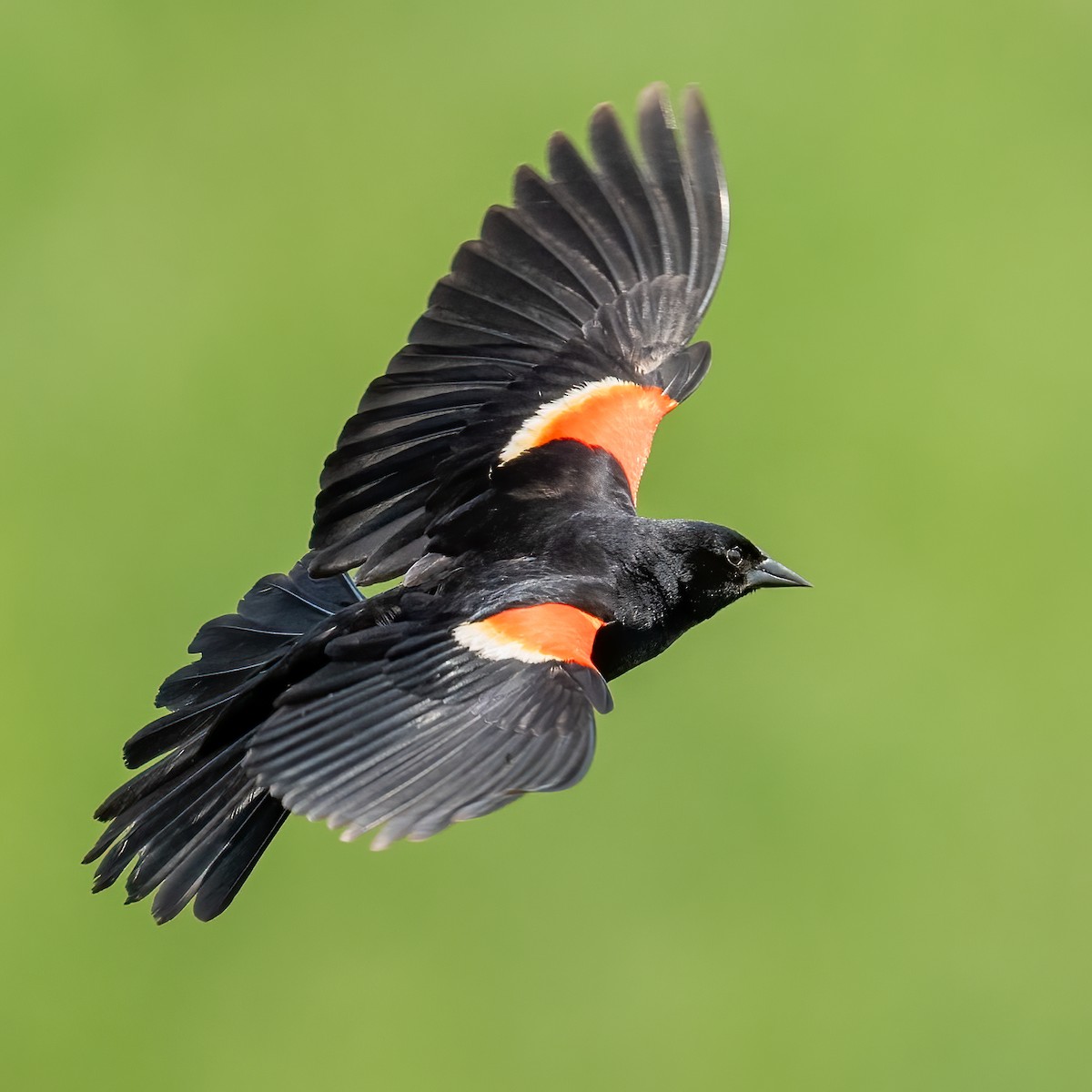 Red-winged Blackbird - ML619369767