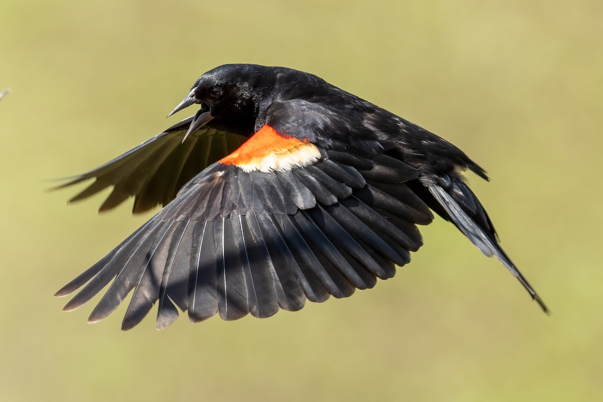 Red-winged Blackbird - ML619369768
