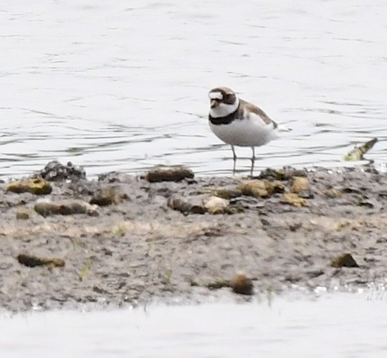 Semipalmated Plover - ML619369808