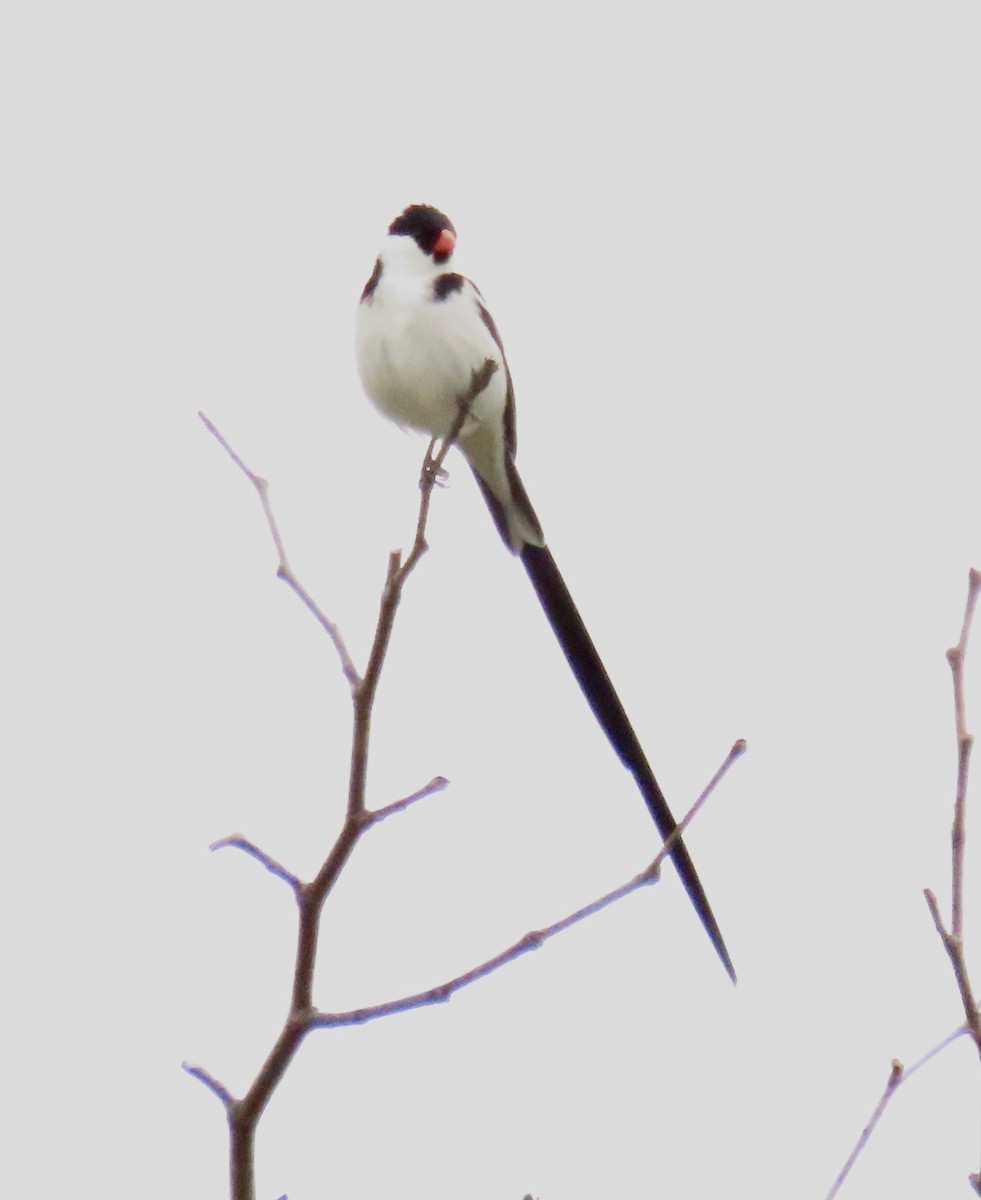 Pin-tailed Whydah - ML619369858