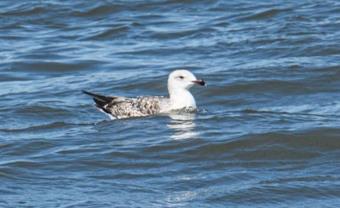 Lesser Black-backed Gull - Bert Filemyr