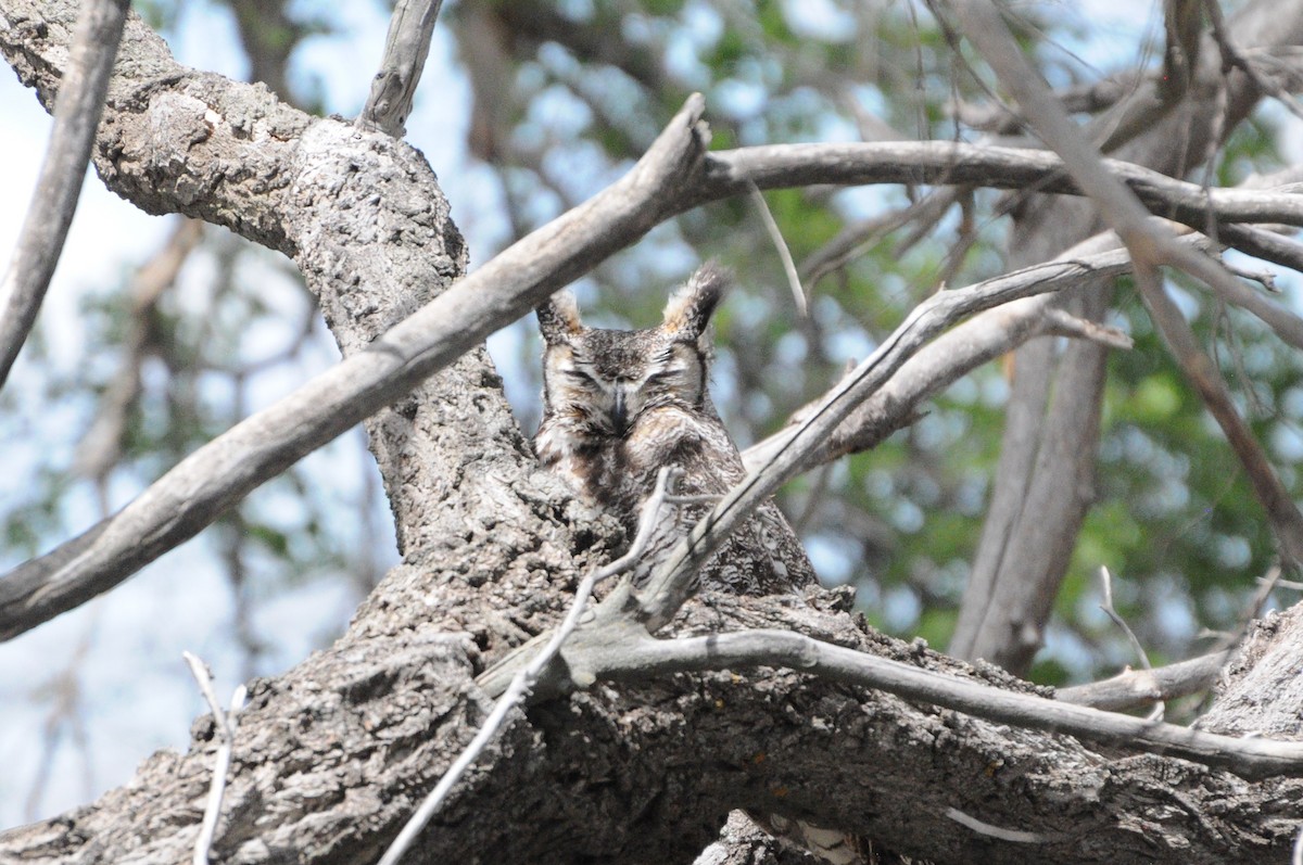 Great Horned Owl - ML619369962