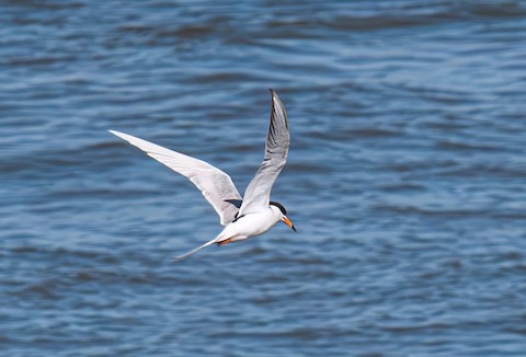Forster's Tern - Bert Filemyr