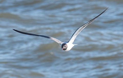 Laughing Gull - Bert Filemyr