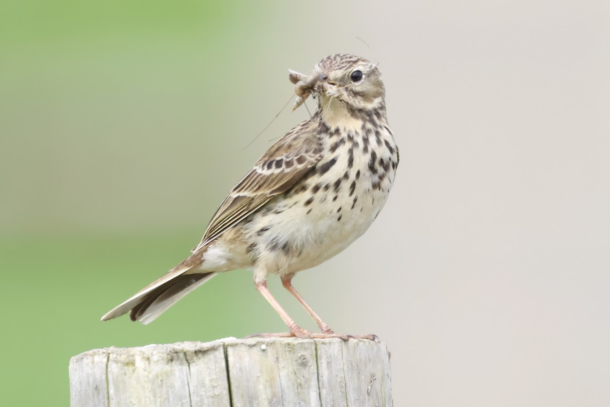 Meadow Pipit - ML619370019