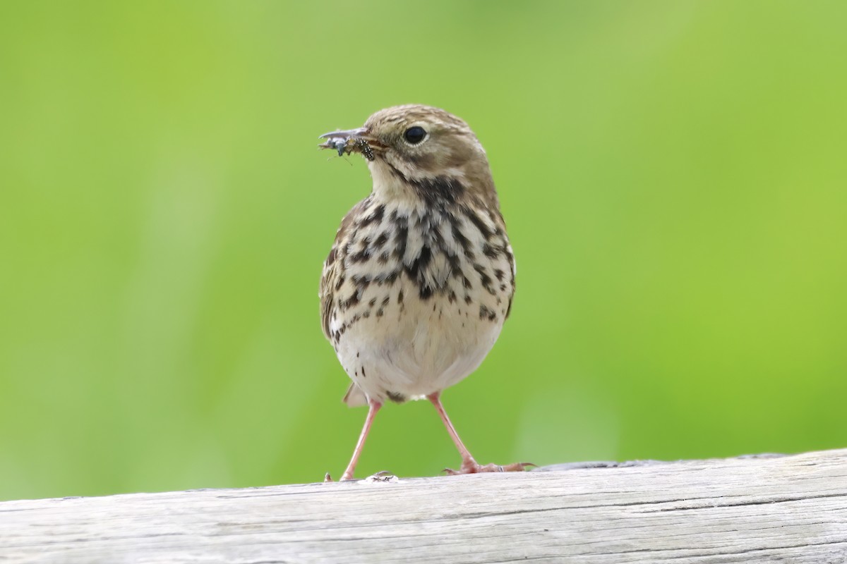 Meadow Pipit - ML619370021