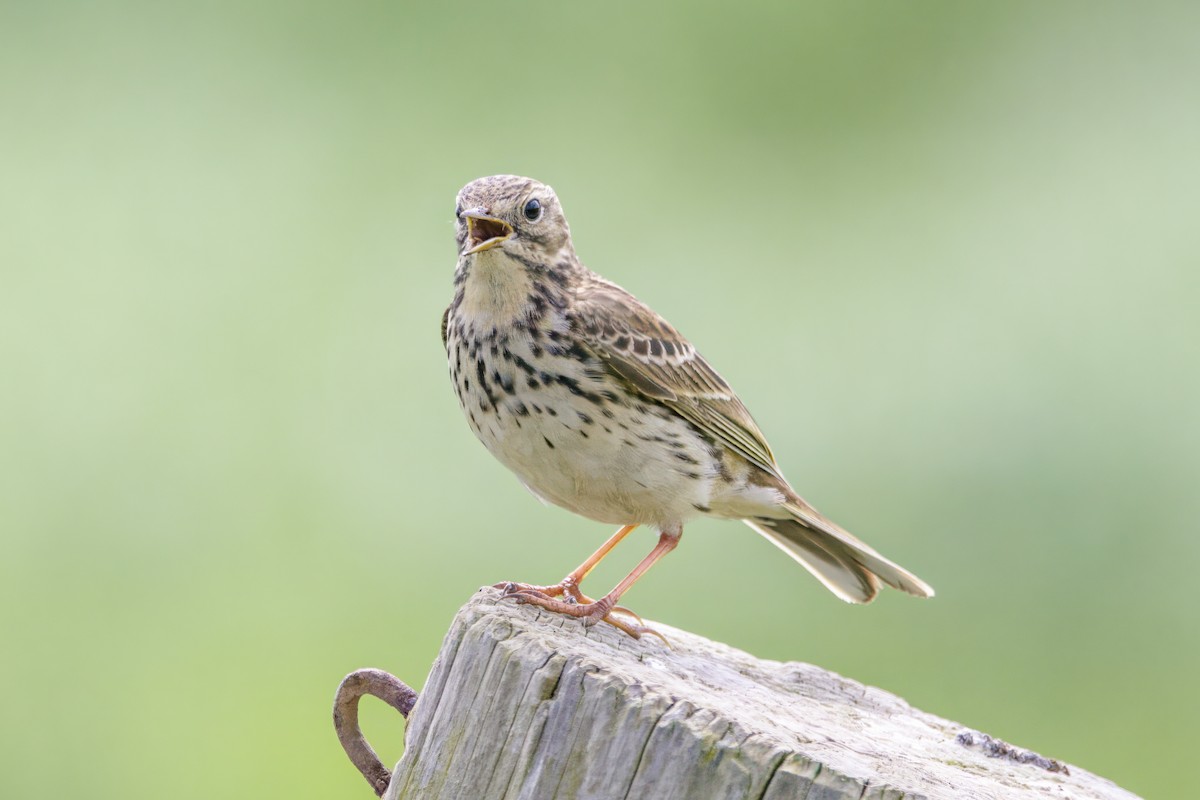 Meadow Pipit - ML619370023