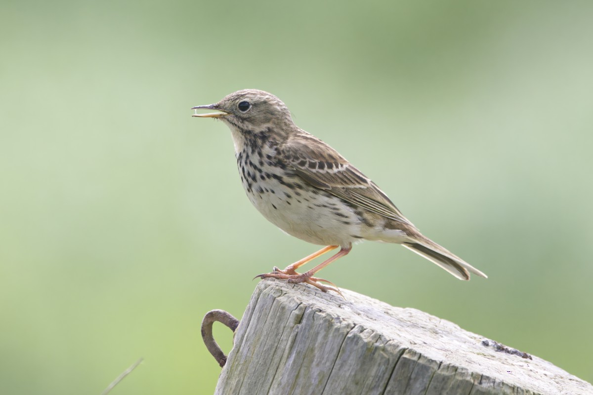 Meadow Pipit - ML619370024