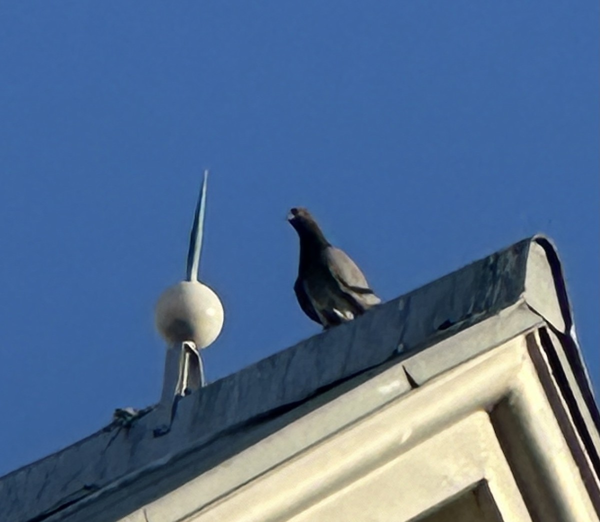 Rock Pigeon (Feral Pigeon) - ML619370098