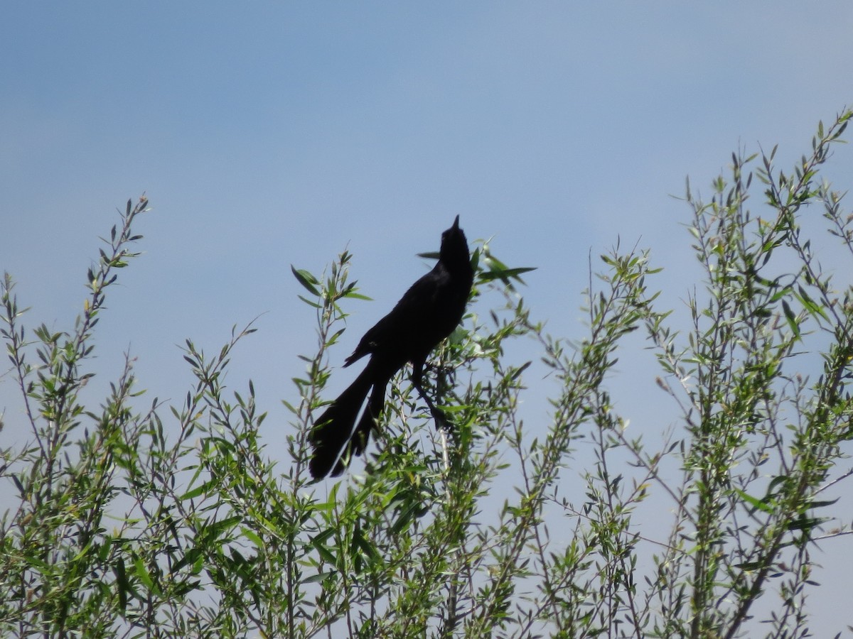 Great-tailed Grackle - ML619370126