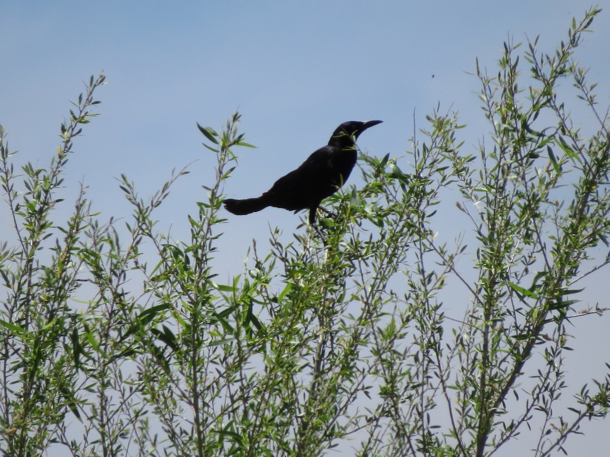 Great-tailed Grackle - ML619370127