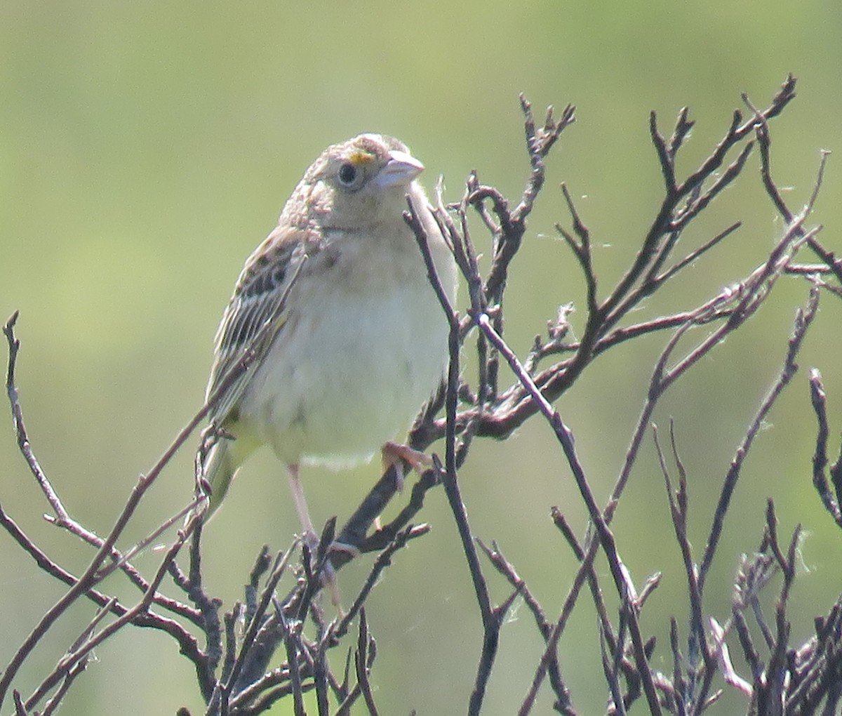 Grasshopper Sparrow - ML619370183