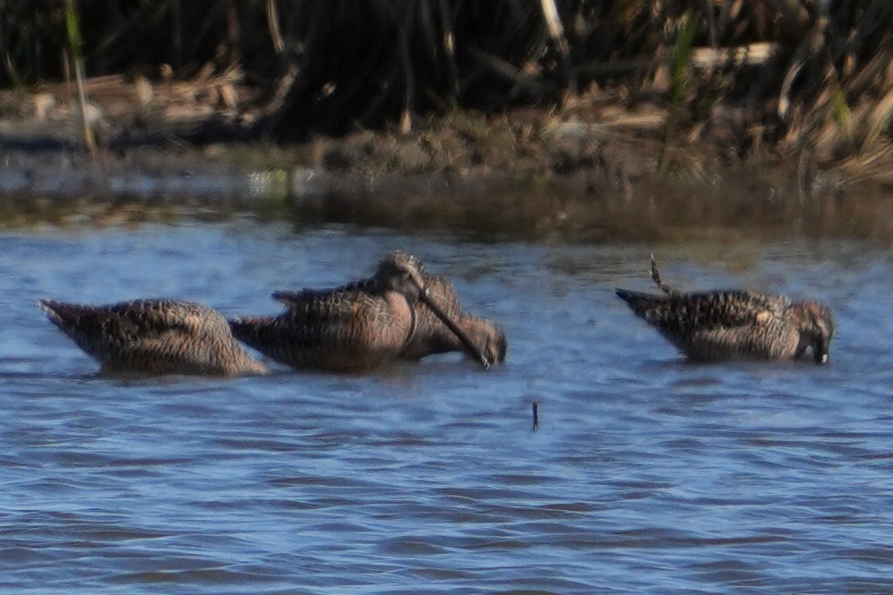 Long-billed Dowitcher - ML619370193