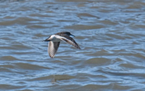 Purple Sandpiper - Bert Filemyr