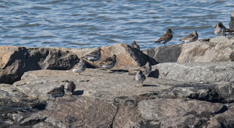 Purple Sandpiper - Bert Filemyr