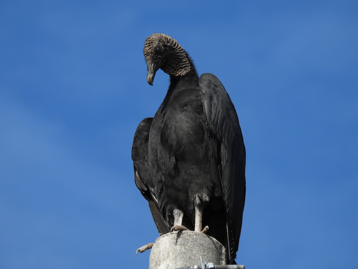 Black Vulture - ML619370200