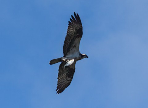 Osprey - Bert Filemyr