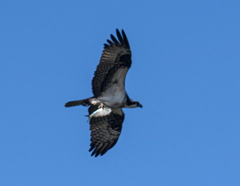 Osprey - Bert Filemyr