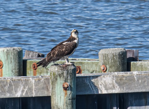 Osprey - Bert Filemyr