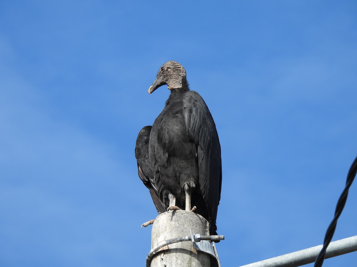 Black Vulture - ML619370221