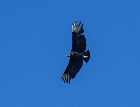 Black Vulture - Bert Filemyr