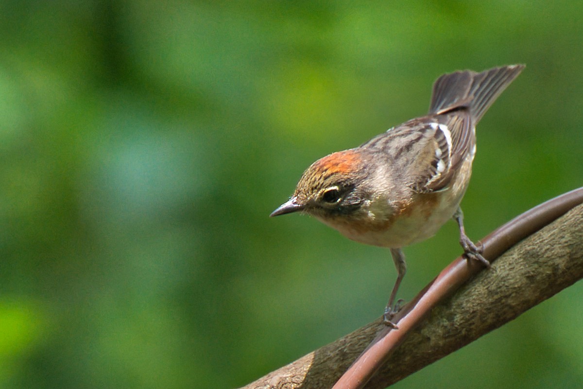 Bay-breasted Warbler - ML619370243