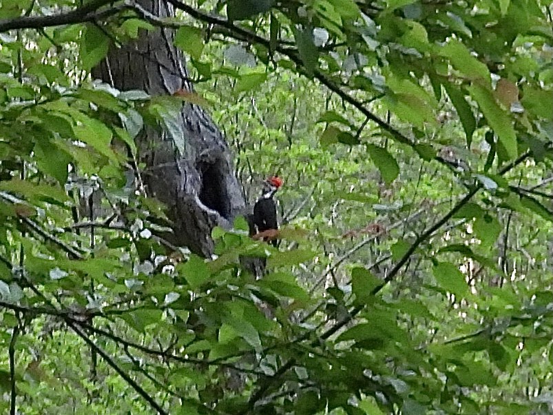 Pileated Woodpecker - ML619370257