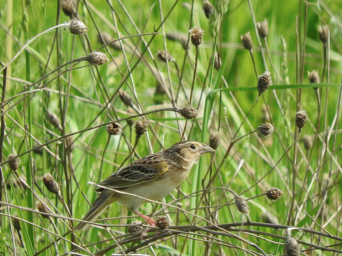 Grasshopper Sparrow - ML619370292