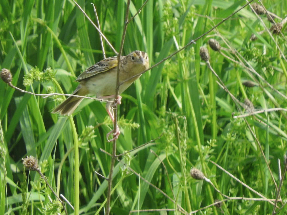 Grasshopper Sparrow - ML619370293