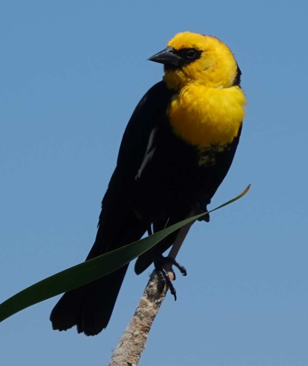 Yellow-headed Blackbird - ML619370339