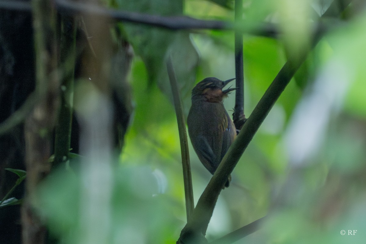 Rufous-breasted Piculet - ML619370385