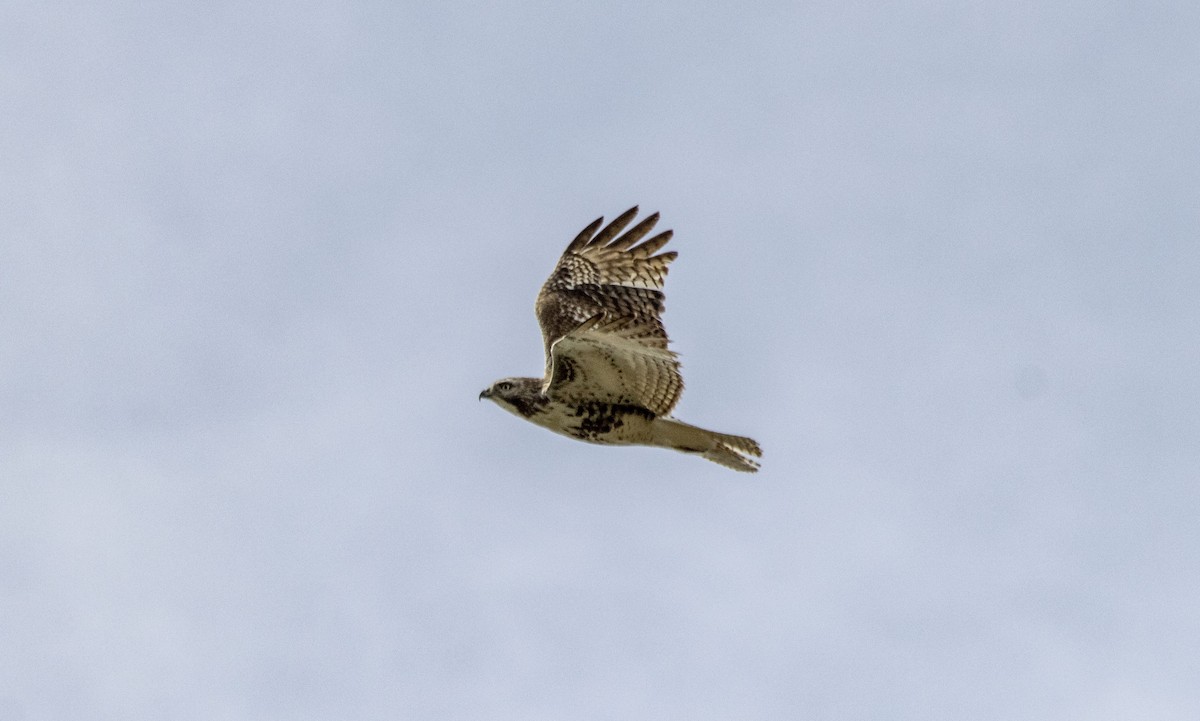 Red-tailed Hawk - ML619370419